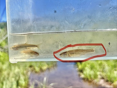 Northern Leatherside Chub