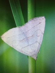 Zanclognatha pedipilalis