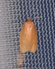 Sparganothis distincta