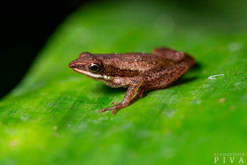 Lowland Tree Toad, Dendrophryniscus leucomystax
