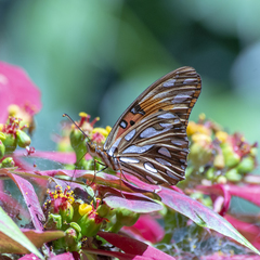 Dione vanillae maculosa