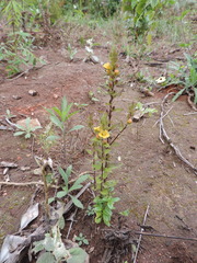 Alectra sessiliflora