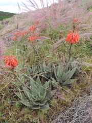 Aloe chabaudii image