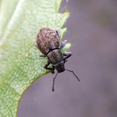 Strophosoma capitatum