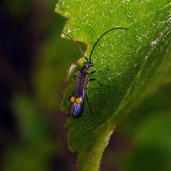 Malthodes marginatus