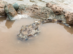 Myoxocephalus