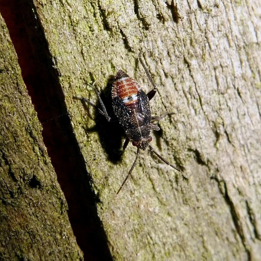 Plant bug