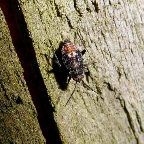 Plant bug
