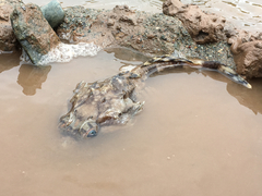 Myoxocephalus