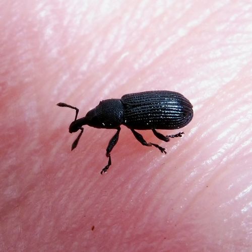 Magdalis carbonaria