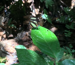 Pteronymia primula primula