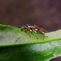 Aglaostigma fulvipes