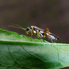 Aglaostigma fulvipes