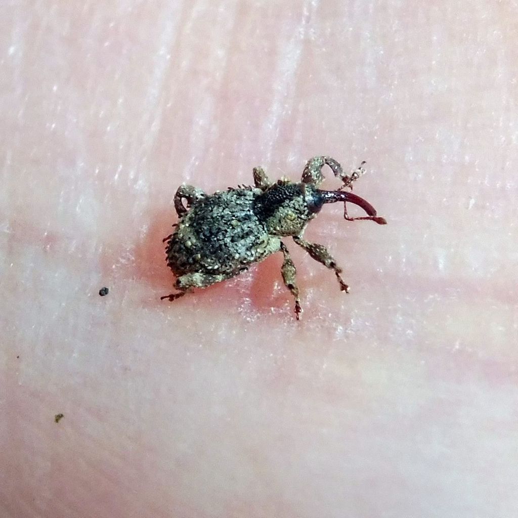 Weevil