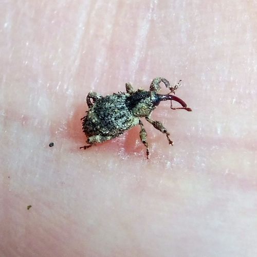 Weevil