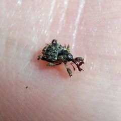 Trachodes hispidus