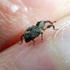 Trachodes hispidus