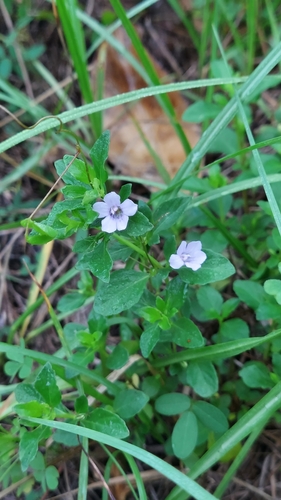 Dyschoriste humistrata, photograph 5