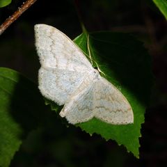 Scopula floslactata