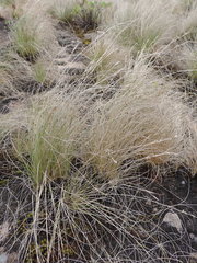 Afrotrilepis pilosa