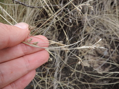 Afrotrilepis pilosa