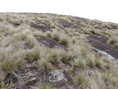Afrotrilepis pilosa