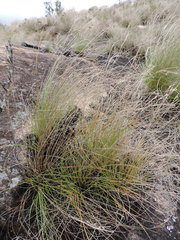 Afrotrilepis pilosa