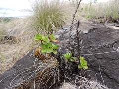 Myrothamnus flabellifolius image