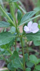 Dyschoriste humistrata, photograph (c) Athena Philips, some rights reserved (CC BY)