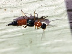 Paederus littorarius