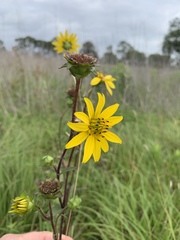 Silphium gracile