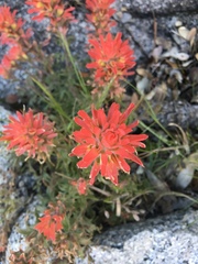 Castilleja applegatei