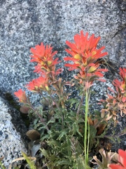 Castilleja applegatei