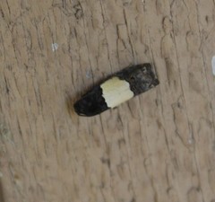 Epiblema tripartitana