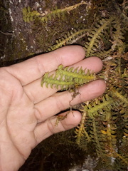 Dichaea neglecta