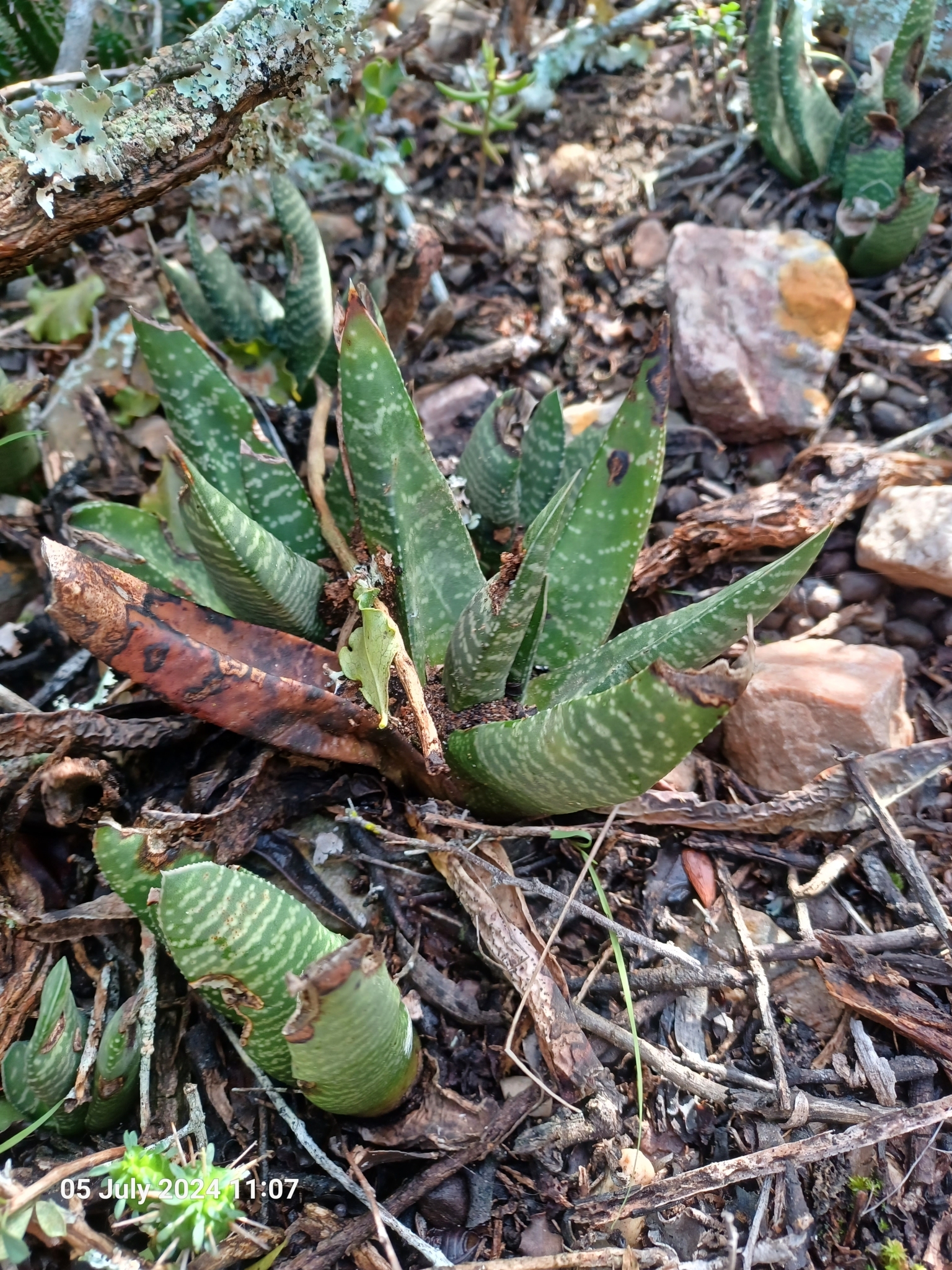 Imagem de Gasteria