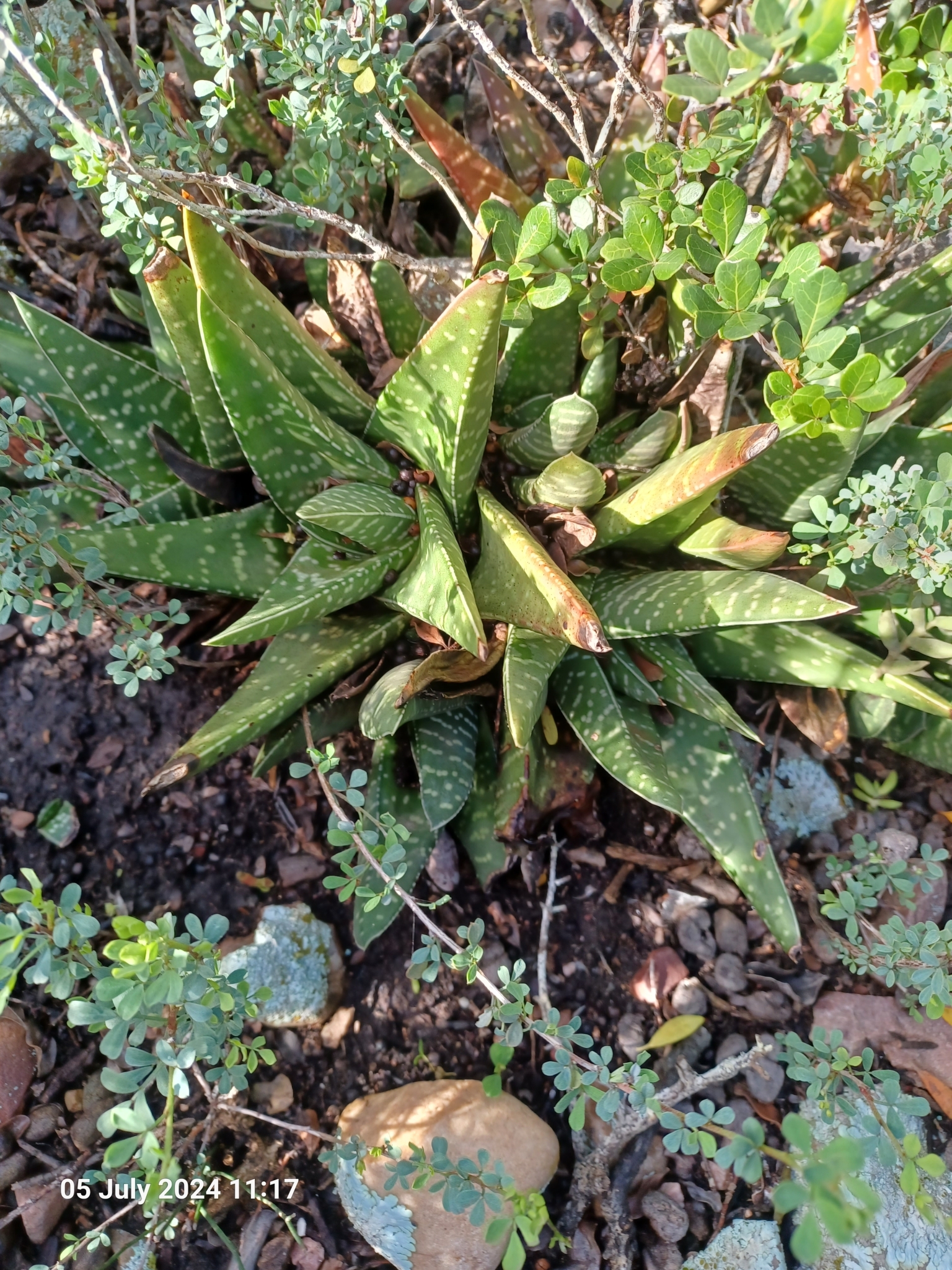 Imagem de Gasteria