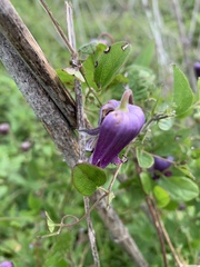 Clematis pitcheri