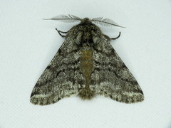 Lycia ursaria