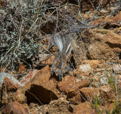 Ammospermophilus interpres