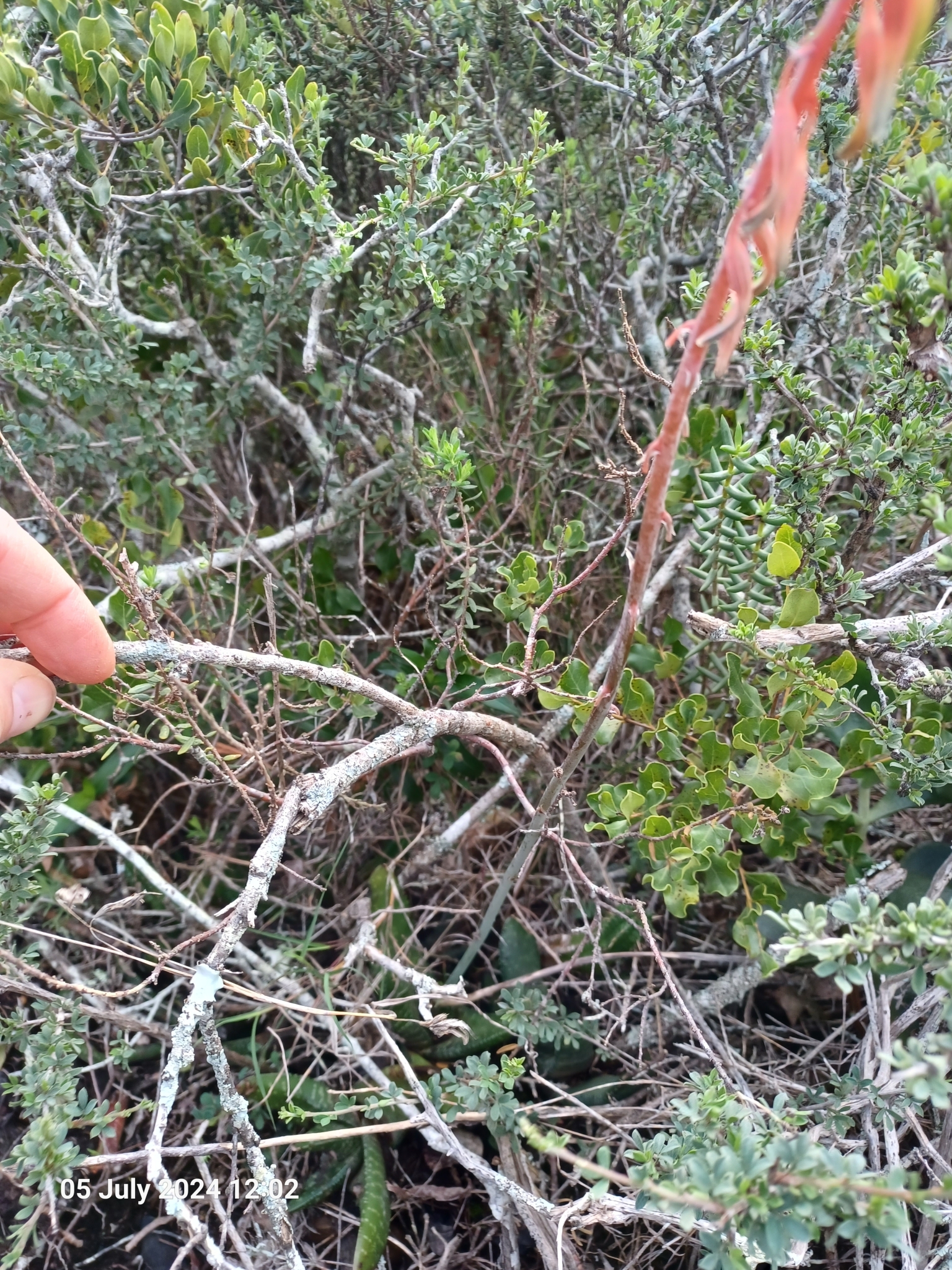 Imagem de Gasteria