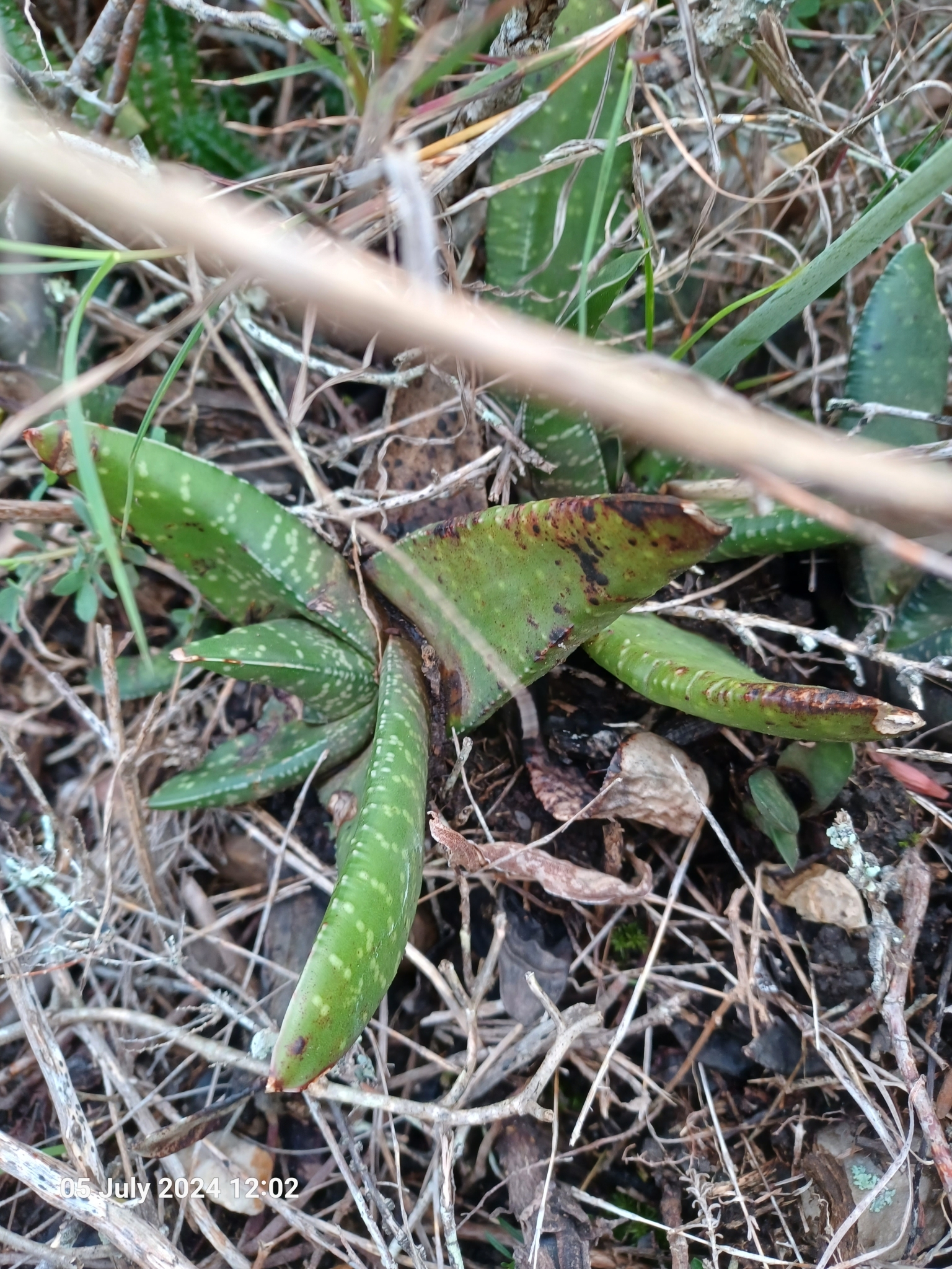 Imagem de Gasteria