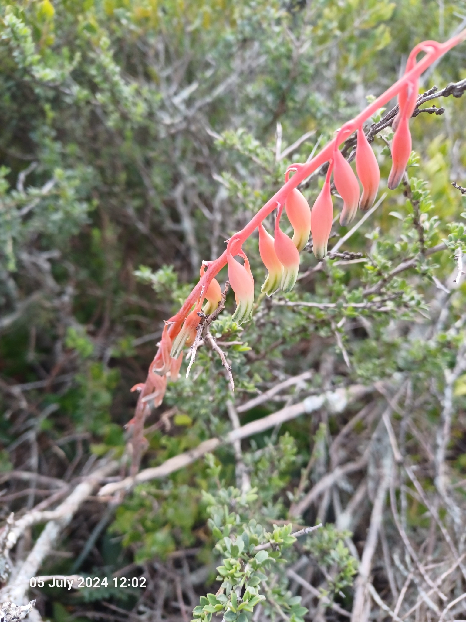 Imagem de Gasteria