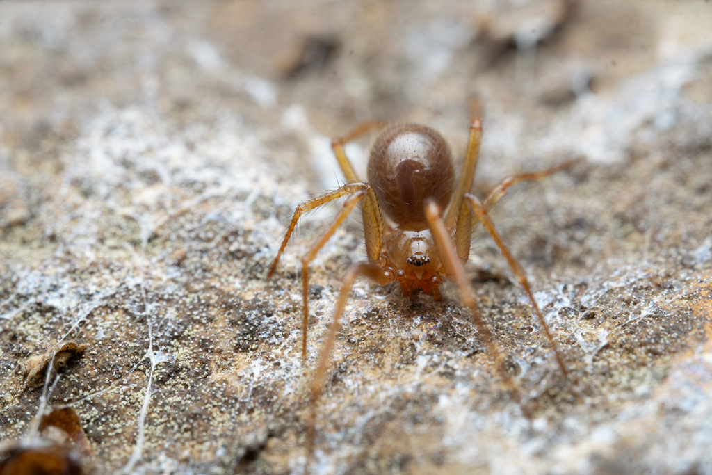 Pallid cave spider from San Diego County, US-CA, US on June 8, 2024 at ...