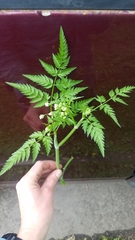 Apiaceae