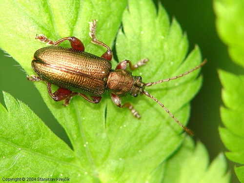 Donacie des carex
