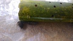 Epinephelus coeruleopunctatus