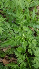 Apiaceae