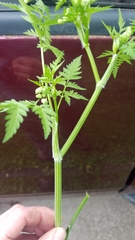 Apiaceae