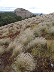 Afrotrilepis pilosa